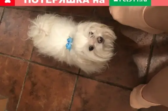 Найден пёс на 4-ой советской в СПб