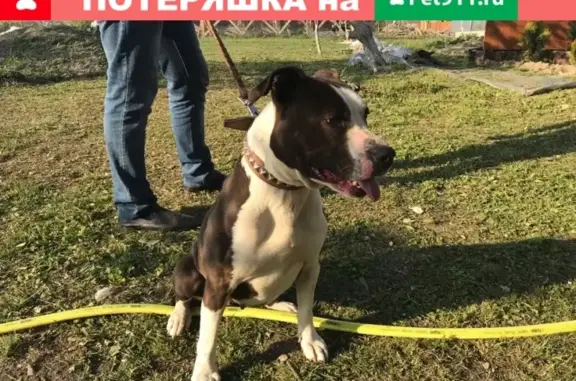 Найдена собака в Натухаевской, стаф, возраст 6-8 мес.