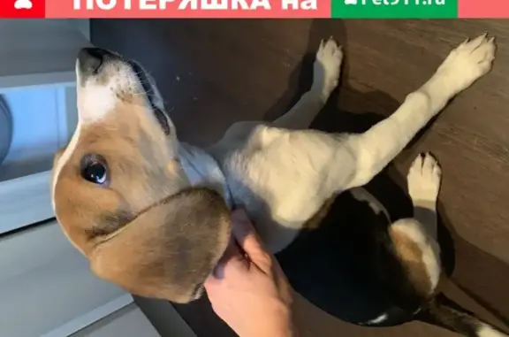 Найдена щенок Бигль в Битцевском лесу, Москва