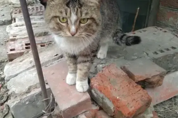 Потерянный кот на ул. Ким, Пермь