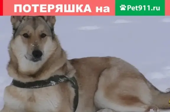 Объявления о пропавших и найденных животных, Сургут, фото: Пропала сибирская лайка в ГСК 22, Сургут.