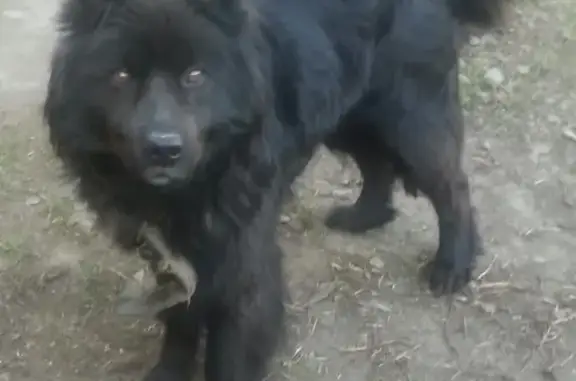 Пропала собака Блек на ВРЗ, Барнаул