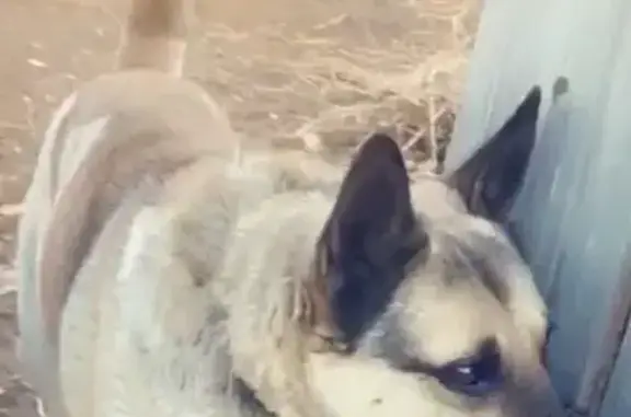 Пропала собака Мухтар в селе Белый Яр, Республика Хакасия