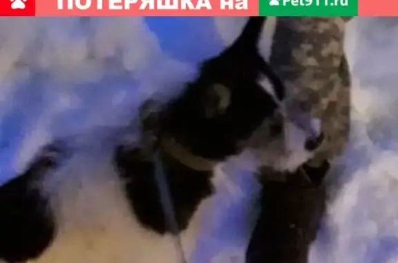 Пропала собака по кличке Кузя в Кемерово