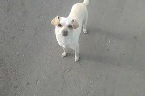 Пропала собака в Заинске, нужна помощь