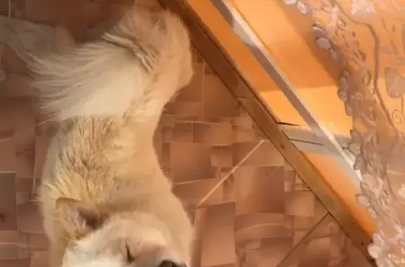 Собака найдена на улице Баумана в Иркутске