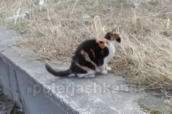 Найдена домашняя кошка на ул. Курчатова, 26.04.