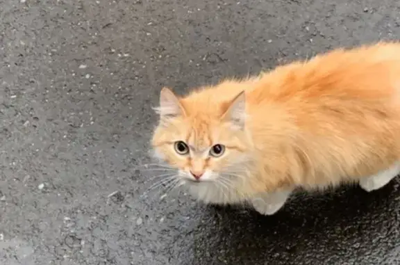 Найдена ручная беременная кошка в Кировском районе