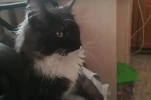 Кошки потеряшки, Айгулевский сельсовет, фото: Потеряшка кот в селе Помряскино, Башкортостан