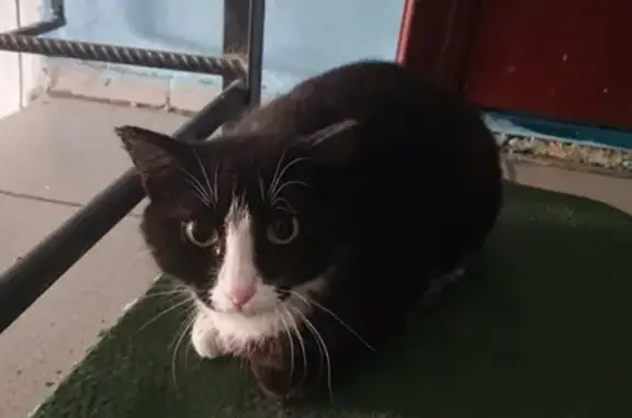 Найдена кошка на ул. Пушкина в Черногорске