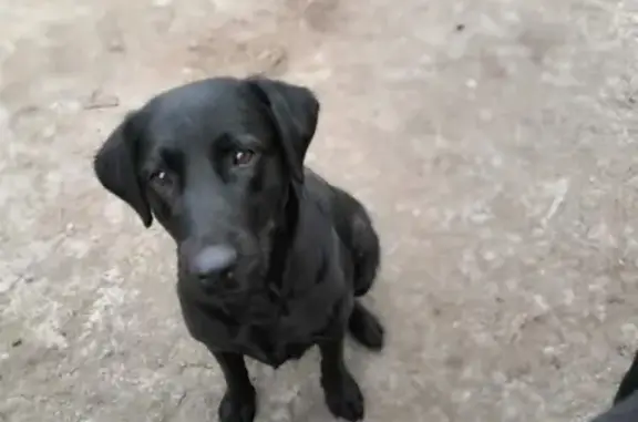 Пропала собака Дейзи в Биробиджане.