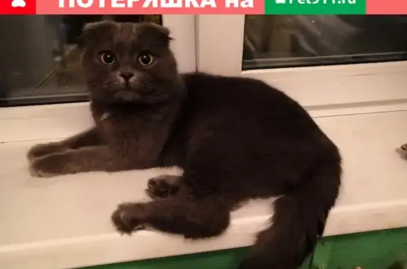 Найден кот в Коломне, ищем хозяина!