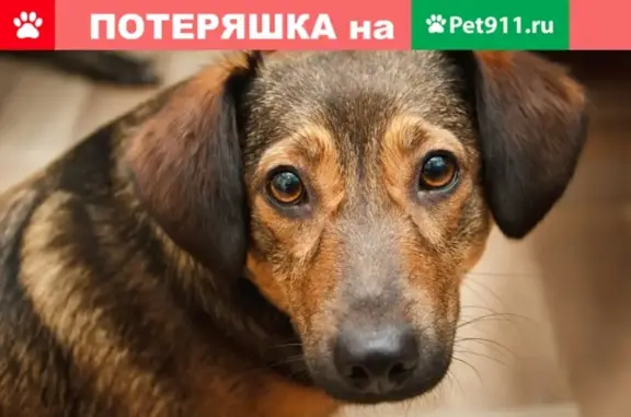 Пропала собака в Воронеже: помесь таксы, кличка Пуша, вознаграждение гарантировано