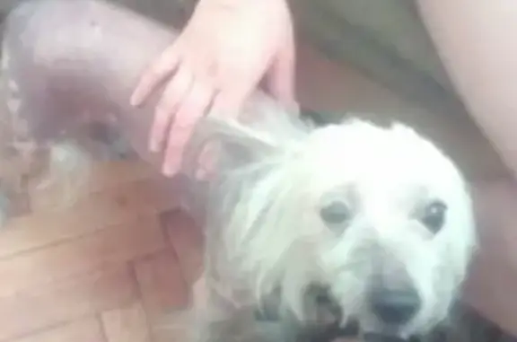 Найдена голая хохлатая собака в Нижнем Новгороде