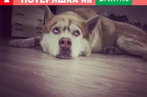 Найдена собака на улице Фадеева в Твери