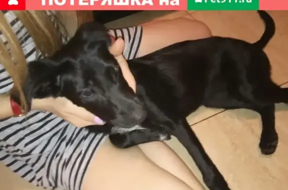 Найдена собака на ул. Нарвской, Калининград