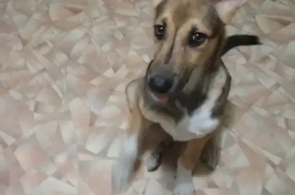 Найдена собака в Приморском районе СПб
