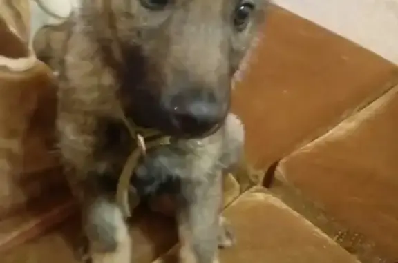 Пропал щенок Фин в Семикаракорске, Ростовская область