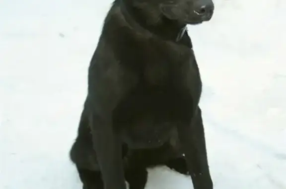 Найдена собака возле дома Ленина, 72 в Кемерово