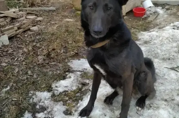 Найдена собака в д. Ватланово, Вологодский район