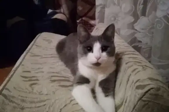 Пропала кошка в Череповце, откликается на Кима, ФМК, Остинская