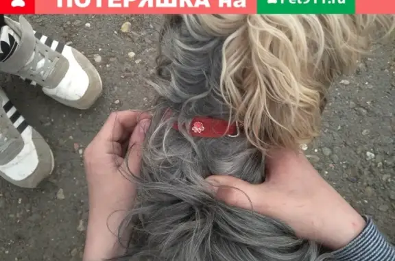 Найдена собака на улице Мирминская в Оренбурге.