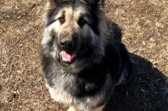 Объявления о пропавших и найденных животных, Нижний Новгород, фото: Пропала собака в Богородском районе, вознаграждение