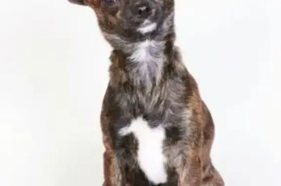 Собаки потеряшки, Тверь, фото: Потеряшка собака в поселке Химинститута, ищем Гришу!