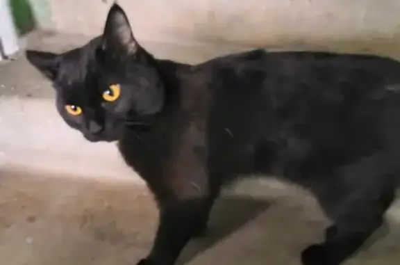 Найден черный кот (Екатеринбург)