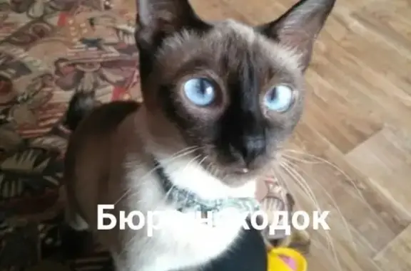 Пропала кошка в районе Павла Усова, помогите найти!