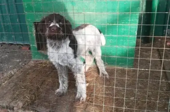 Пропала собака Арчи в Борисоглебске