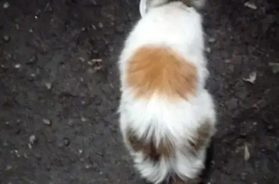 Найдена кошка на ул. Климасенко в Новокузнецке