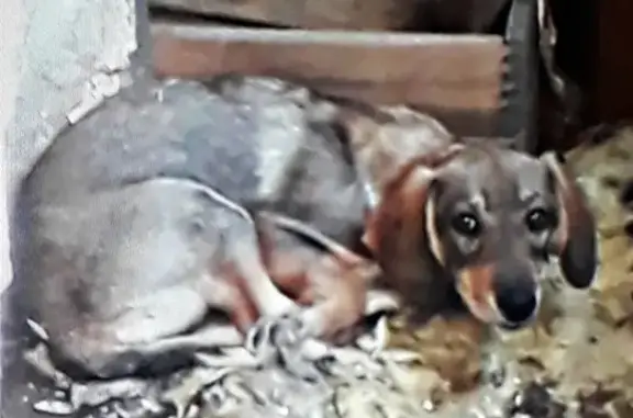 Найдена собака в Орске на ул. Шаумяна