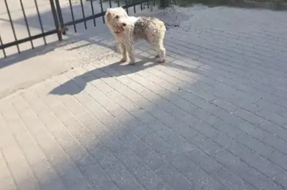 Найден пёс в районе детской областной, Брянск