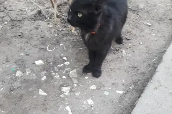 Найдена кошка с белым пятнышком в Рязани на Фирсова