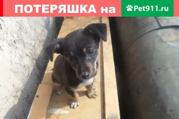 Найдена собака в Лесосибирске