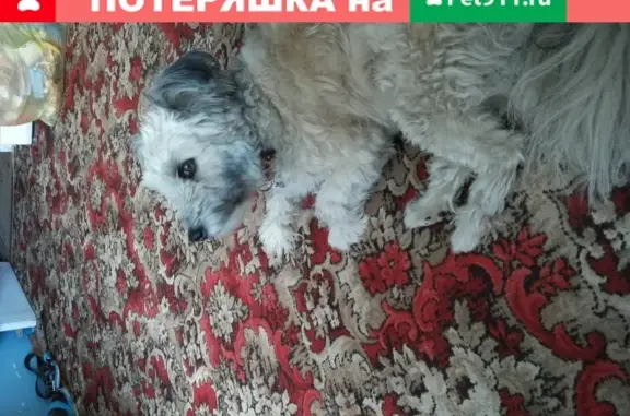 Найдена собака на Яковлевской ул. в Ярославле