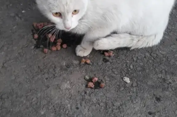 Найдена белая кошка на Ферина, ищем хозяина!