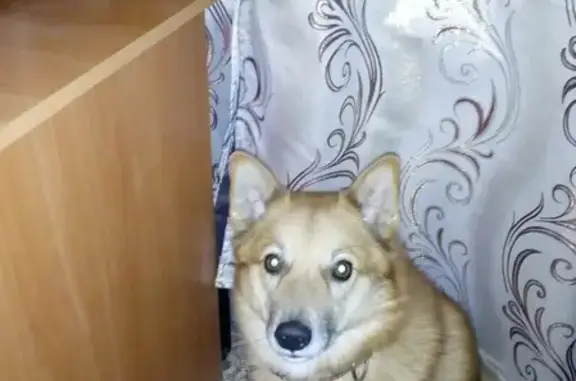 Пропала собака в Вытегре, ищем Реку!