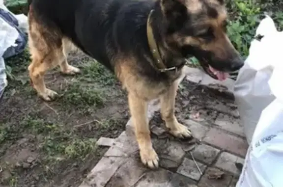 Найдена собака в Курске, возраст год, знает команды.
