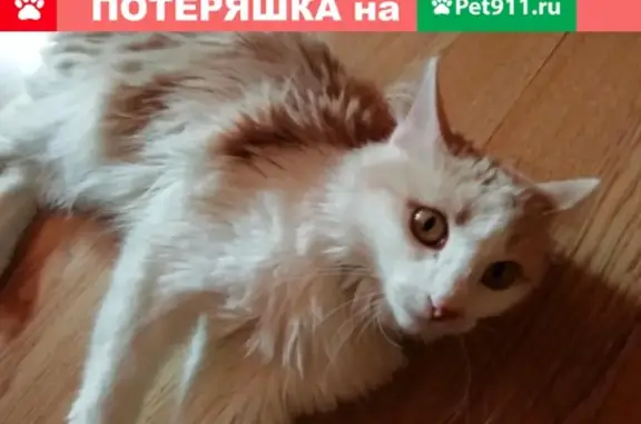 Пропала кошка в Якутске, на Кольцевой, 27 апреля в 17:20.
