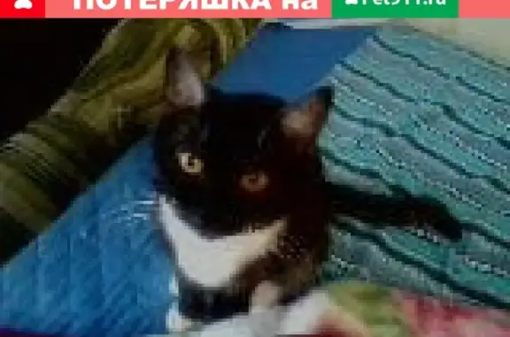 Потерянные животные Москва, фото: Пропала черная кошка Маня в Москве и Подмосковье