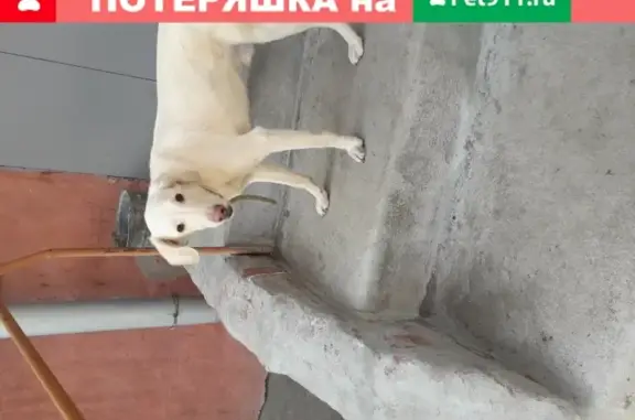 Собака найдена в Омске, порода неизвестна.