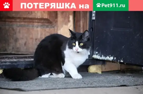 Пропал кот Йося возле станции Перловская, Мытищи