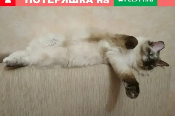 Пропала кошка Мадина в Альметьевске