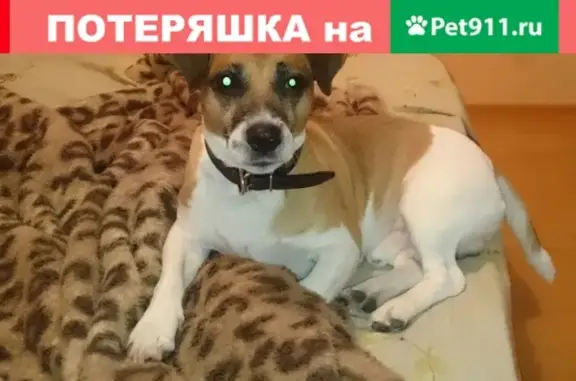 Пропала собака в Разметелево, Ленобласть