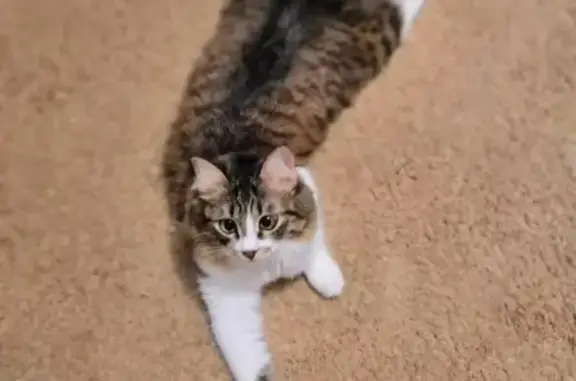 Кошки потеряшки, Киров, фото: Потеряшка кошка Даша на Попова 5а, Киров.