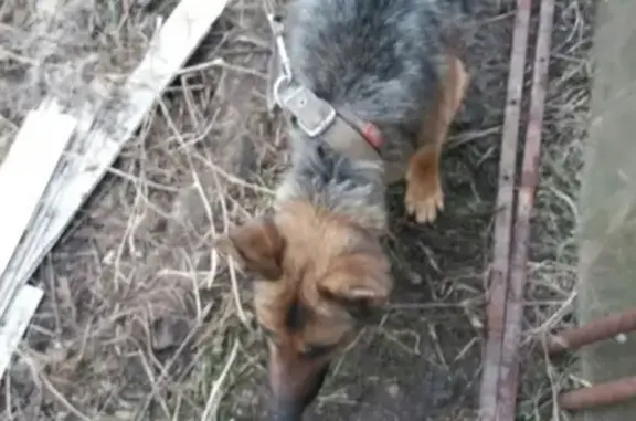 Найдена собака в Воткинске