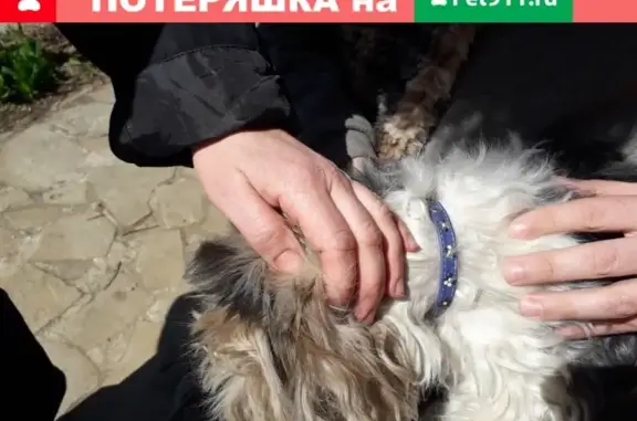 Собака со стразами и биркой в СНТ Горки-Р.
