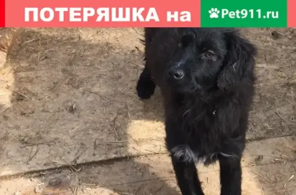 Объявления о пропавших и найденных животных, Сургут, фото: Пропала собака напротив ТЦ 